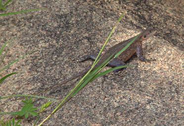 Walk Safari Lizard Agama