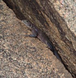 Walk Safari Lizard Agama