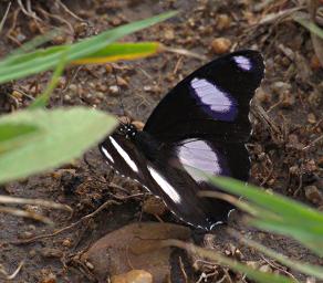 Walk Safari Butterfly Diadem