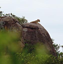 Walk Safari Lioness