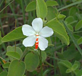 Walk Safari Flower Hibiscus Flavifolius