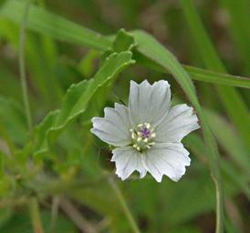Walk Safari Flower Xxx White