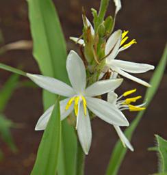Walk Safari Flower Chlorophytum Affine