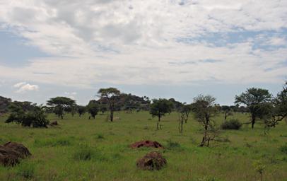 Walk Safari