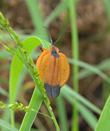 Walk Safari Bug Xxx Orange