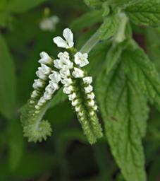 Walk Safari Flower Heliotropium Xxx
