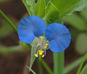 Walk Safari Flower Xxx Commelina Erecta