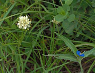 Walk Safari Flower Xxx White