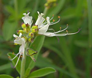 Walk Safari Flower Becium Grandiflorum