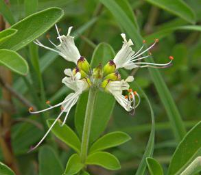 Walk Safari Flower Becium Grandiflorum