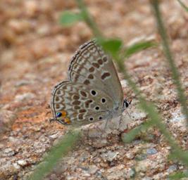Walk Safari Butterfly Smoky Bean Cupid
