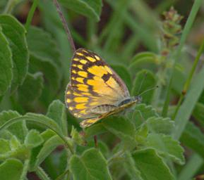 Walk Safari Butterfly Xxx Yellow Brown