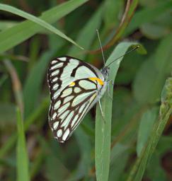 Walk Safari Butterfly Xxx Brown Veined White