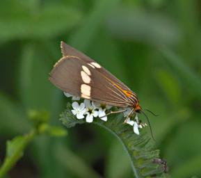 Walk Safari Moth Orange Tiger