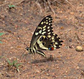 Walk Safari Butterfly Citrus Swallowtail