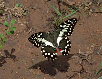 Walk Safari Butterfly Citrus Swallowtail