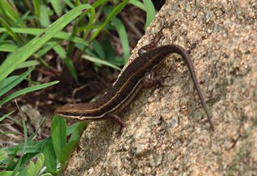 Walk Safari Lizard Xxx