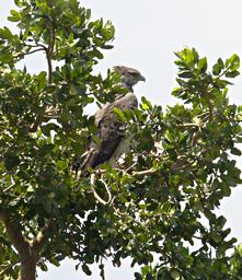 Walk Safari Bird Martial Eagle