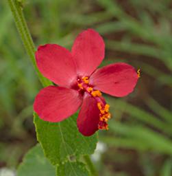 Walk Safari Flower Hibiscus Aponeurus