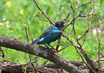 Walk Safari Bird Xxx Starling