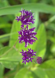 Walk Safari Flower Xxx Purple