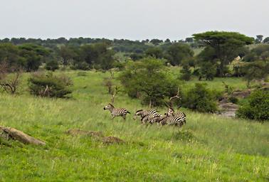 Walk Safari Zebra