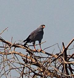 Walk Safari Bird Dark Chanting Goshawk
