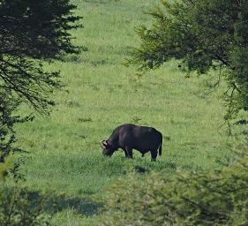 Walk Safari Cape Buffalo
