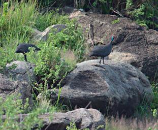 Walk Safari Bird Helmeted Guineafowl