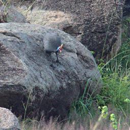 Walk Safari Bird Helmeted Guineafowl
