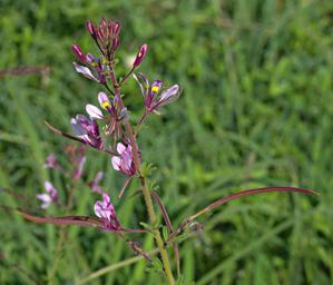 Walk Safari Flower Cleome Parvipetala