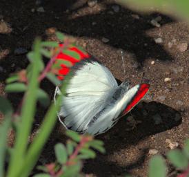 Walk Safari Butterfly Xxx Scarlet Tip