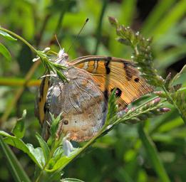 Walk Safari Butterfly Xxx Brown