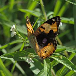 Walk Safari Butterfly Yellow Pansy