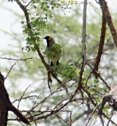 Walk Safari Bird Wattled Starling