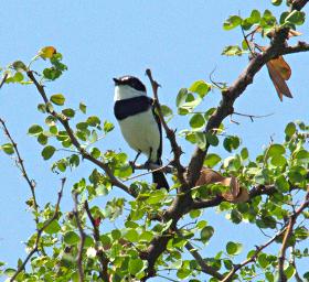 Walk Safari Bird Chin Spot Batis