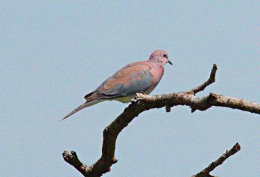 Walk Safari Bird Laughing Dove