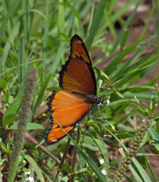 Walk Safari Butterfly Xxx
