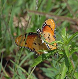 Walk Safari Butterfly Xxx