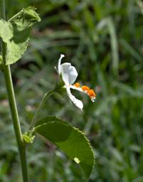 Walk Safari Flower Hibiscus Flavifolius