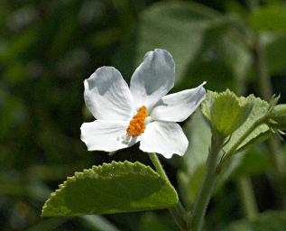 Walk Safari Flower Hibiscus Flavifolius
