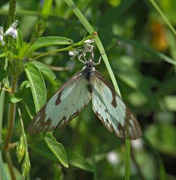 Walk Safari Butterfly Xxx White Brown