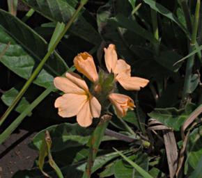Walk Safari Flower Xxx Orange