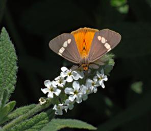 Walk Safari Moth Orange Tiger Moth