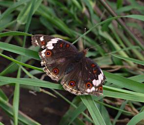 Walk Safari Butterfly Blue Pansy
