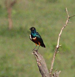Walk Safari Bird Superb Starling