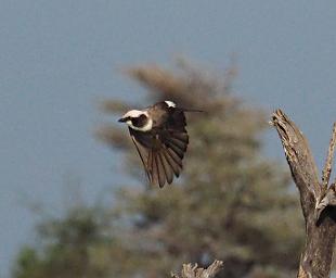 Walk Safari Bird Northern White Crowned Shrike