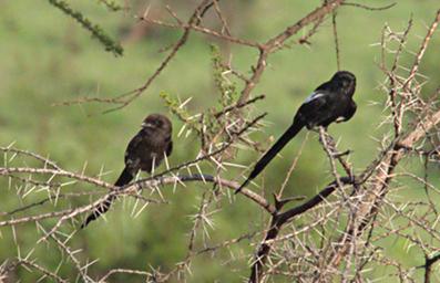 Walk Safari Bird Magpie Shrike