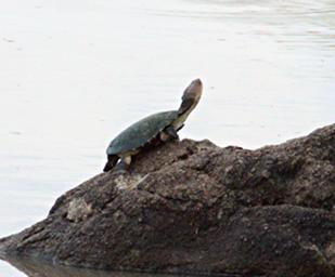 Walk Safari Turtle Xxx
