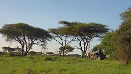 Walk Safari Camp4